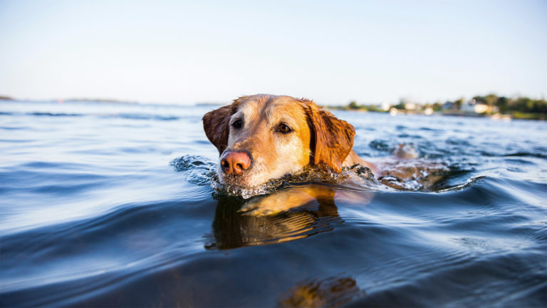 13 Pawsome Dog-Friendly Swimming Holes in Ottawa | Sam Coral Photography